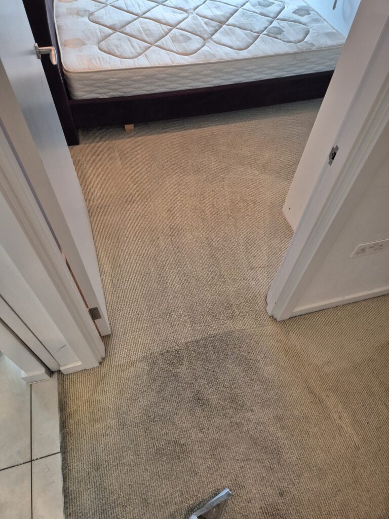 Carpet after professional hot-water extraction cleaning, showing refreshed fibres and visible extraction lines