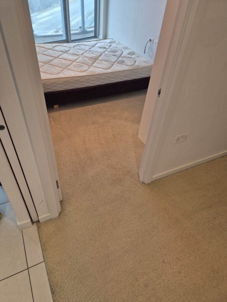 Carpet after professional hot-water extraction cleaning, showing refreshed pile and visible extraction lines