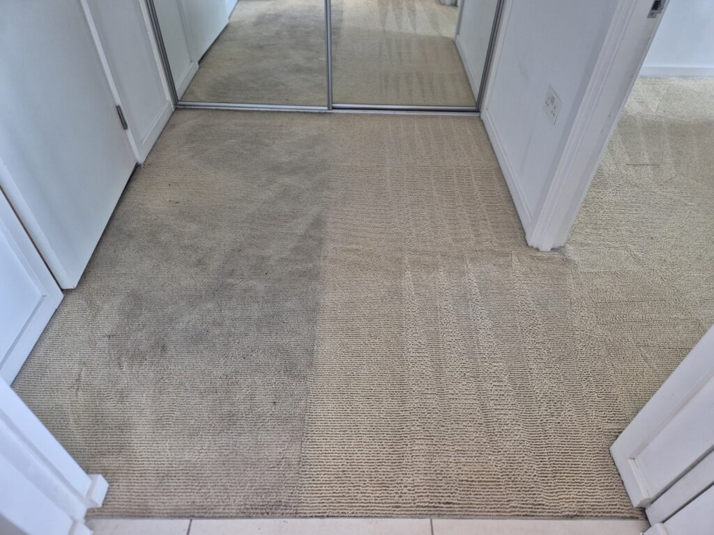 Carpet after professional hot-water extraction cleaning, showing refreshed fibres and visible extraction lines