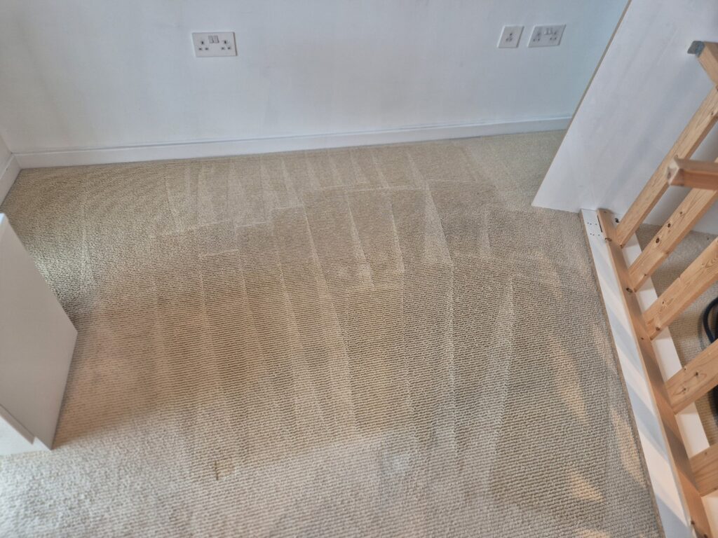 Carpet after professional hot-water extraction cleaning, showing refreshed pile and visible extraction lines